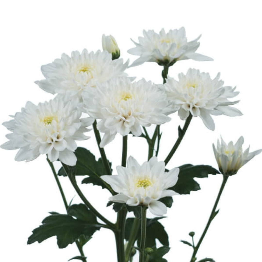 CHRYSANTHÈME