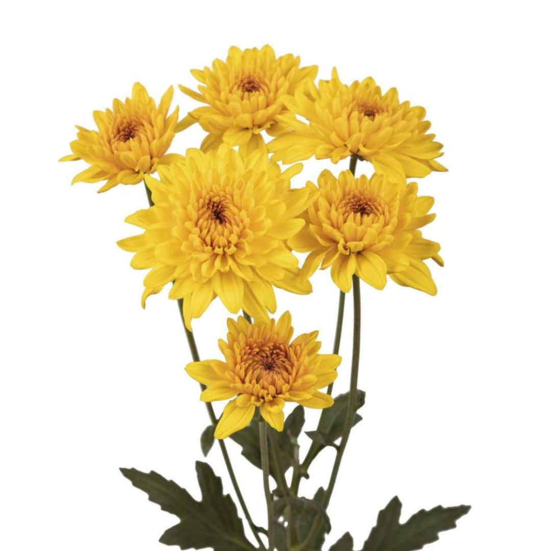 CHRYSANTHÈME
