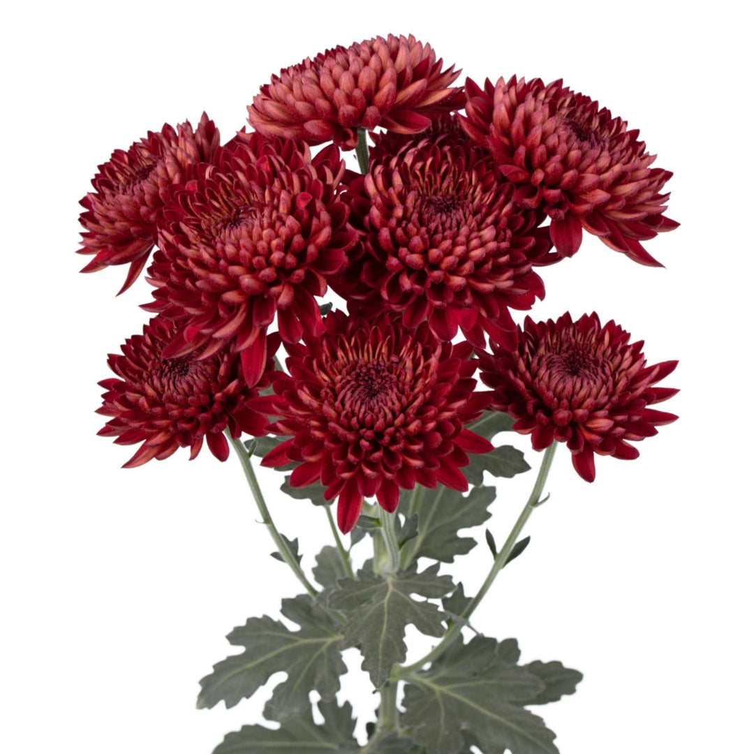 CHRYSANTHÈME