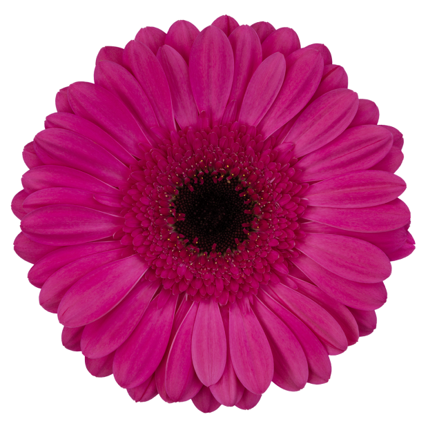 GERBERA