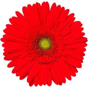 GERBERA