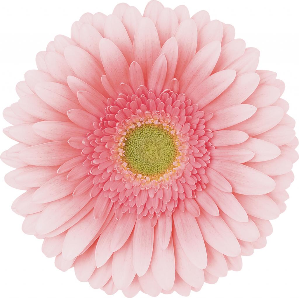 GERBERA