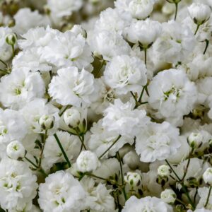 GYPSOPHILE