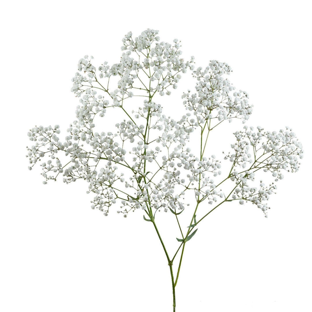 GYPSOPHILE