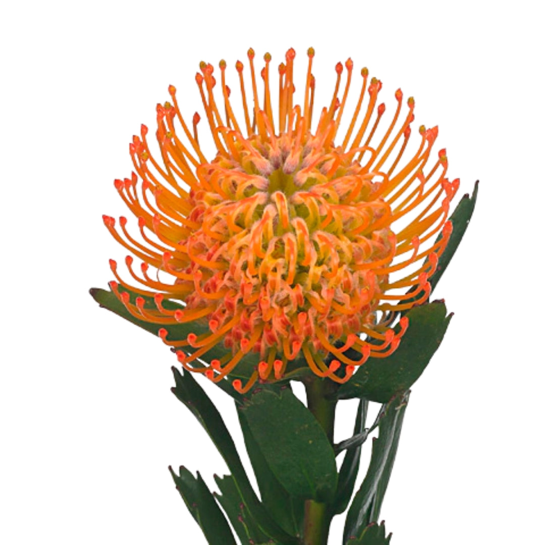 LEUCOSPERMUM