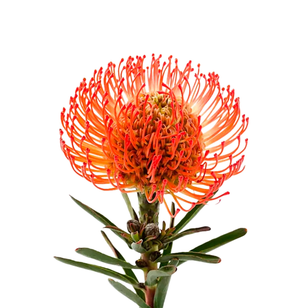 LEUCOSPERMUM
