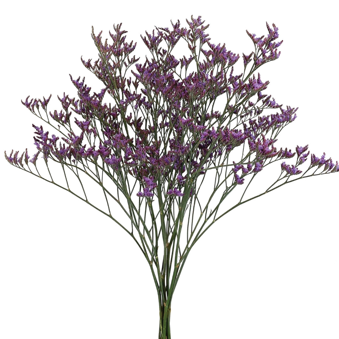 LIMONIUM