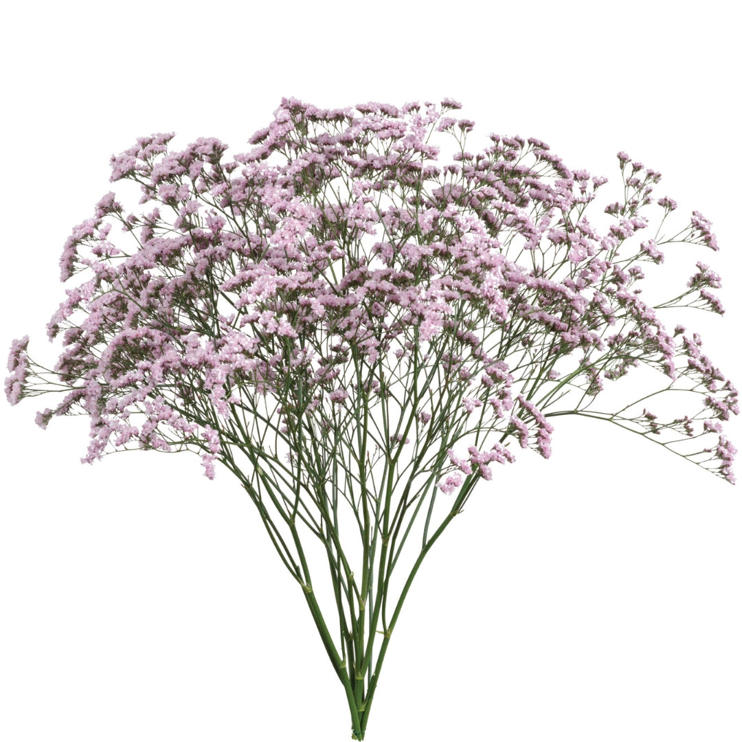 LIMONIUM